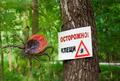 Клещевые инфекции и их профилактика